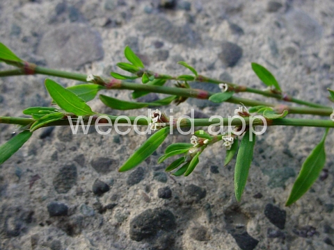 knotweed, prostrate